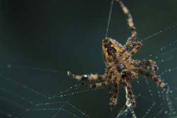 Araneus spider or garden spider on a web