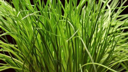 Fresh chives plant isolated on black background
