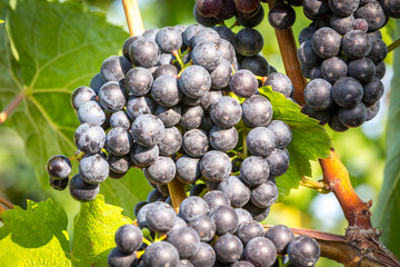 Bunches of ripe grapes growing on grapevine at sunset. Ready for harvest. 