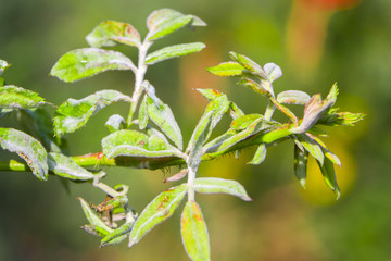 powdery mildew on roses shoot, macro close-up