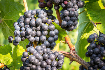 Bunches of ripe grapes growing on grapevine at sunset. Ready for harvest. 