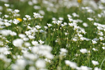 Addersmeat (Stellaria Holostea) - soft selected focus. Beautiful summer background. White flowers on a green background.