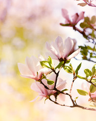 Magnolia Flower