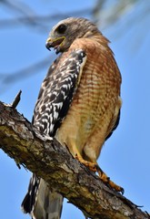 A Red-Shouldered Hawk (Buteo lineatus) rests on a pine tree in Florida, USA. 