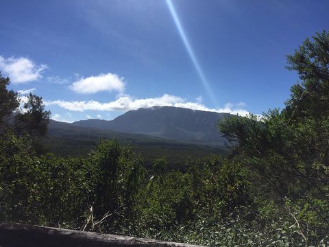 For&ecirc;t de b&eacute;bour - Bebour forest - Reunion Island