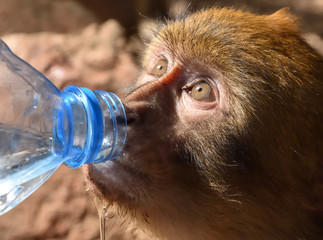 primate bebiendo