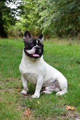 Fototapeta premium Bouledogue français prend la pose