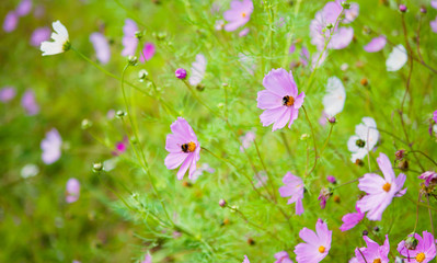 Colorful floral background of blooming flowers cosmos