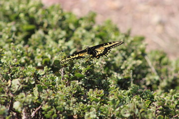 Swallowtail butterfly