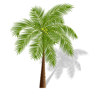 Vector illustration of a palm tree on a transparent background