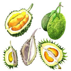 Exotic durian healthy food in a watercolor style isolated. Full name of the fruit: durian. Aquarelle wild fruit for background, texture, wrapper pattern or menu.