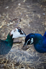 Obraz premium birds