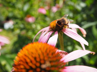 Hummel auf echinacea purpurea