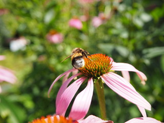 Hummel auf echinacea purpurea