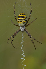 Wasp spider, Argiope bruennichi