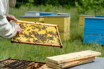 Fototapeta na wymiar The beekeeper works on an apiary. Apiary.