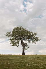 Isolated tree in a meadow under a cloudy sky
