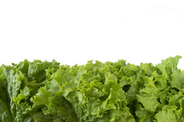 Green lettuce at border of image with copy space for text. Top view. Lettuce on a white background.