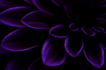 High Contrast Purple, Violet Dahlia with dew on the petals