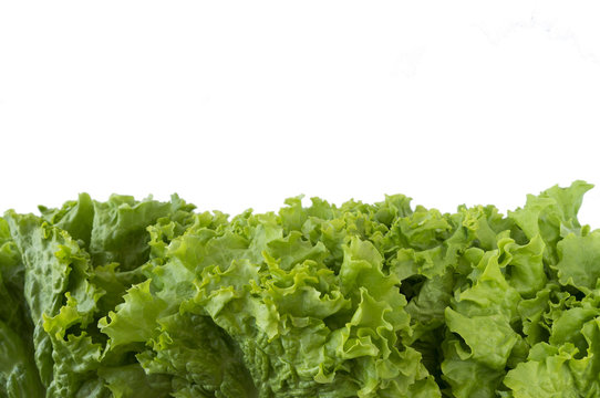 Green lettuce at border of image with copy space for text. Top view. Lettuce on a white background.