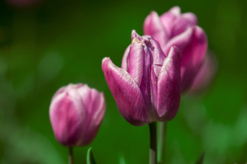 Fototapeta na wymiar Violet tulip in green grass
