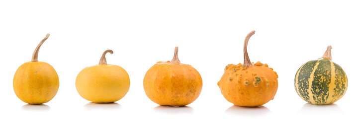 Set of pumpkins isolated on white