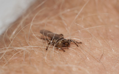 Lipoptena cervi closeup