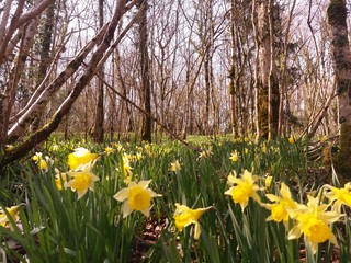 Jonquilles