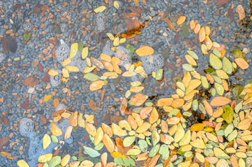 Fallen yellow autumn leaves on the water surface in autumn colors and lights. Beautiful nature background photography of a pond with stones at the bottom and wet leaves floating above.