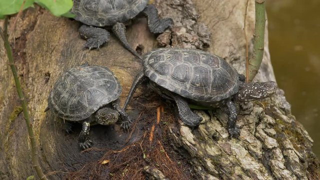 European pond turtle (Emys orbicularis) - ungraded footage