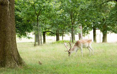 Naklejka na ściany i meble Fallow deer foraging for food in typical british woodland