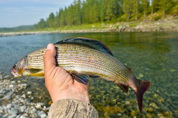 Siberian grayling.