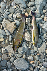 Obraz premium Siberian grayling.