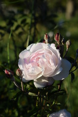 Image of a pink rose.