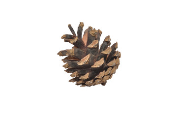 Pine cone isolated on white background