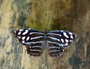 Weißer Blauschiller (myscelia cyaniris)