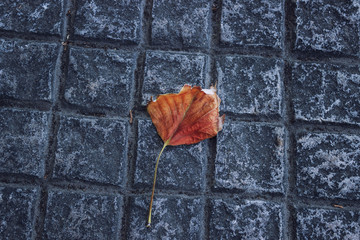 Lonely autumn leaf on the sidewalk. The concept of the autumn, loneliness, sadness, aging.
