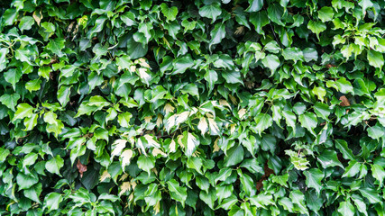 Fototapeta na wymiar wall covered with leaves