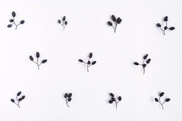 Autumn pattern of alder tree nuts seeds on white background. Top view, flat lay, view from above