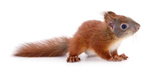 Fotobehang Euraziatische rode eekhoorn. © Anatolii