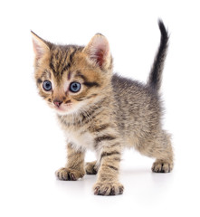 Kitten on white background.