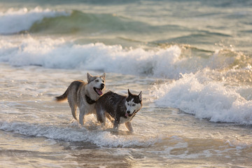 Husky dogs bathe in the sea, play on the shore in the early morning