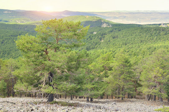 Sunset at Albarracin mountain range. Scots pine forest. Lookout of Sierra Alta summit (1.856 m), in the village of Bronchales (Province of Teruel - Spain). Green landscape with vivid and warm tones.