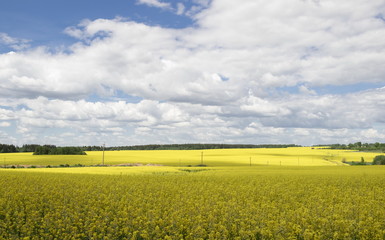Obraz premium Rural landscape, the blossoming field of colza