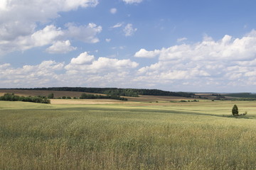 Obraz premium Golden wheat field against a blue sky and clouds