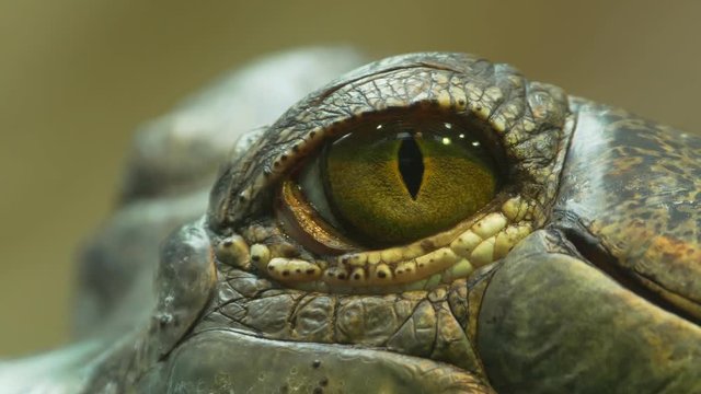 Detail of gharial's eye - ungraded footage