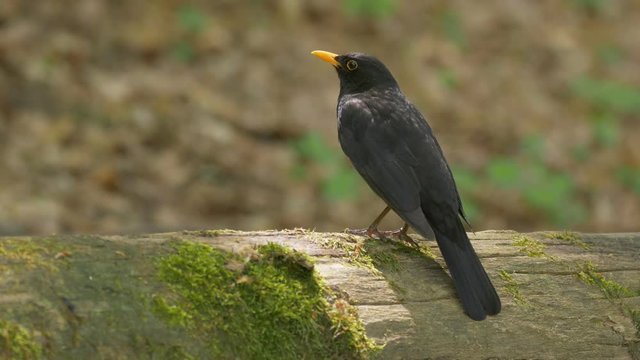 Common blackbird - ungraded footage