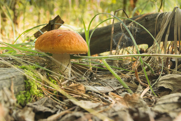 Mushroom boletus in the forest bathed in natural light.