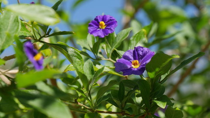 Fiorellini viola