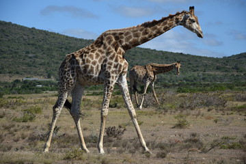 Tiere in der Natur - Giraffen, Südafrika